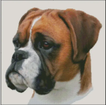 (image for) Boxer (No Background)